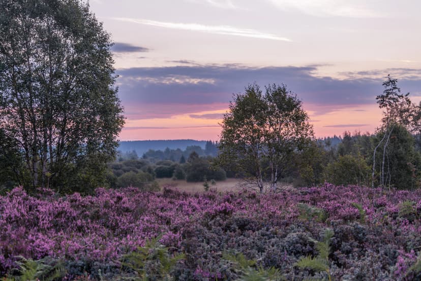 Sunrise at High Fens, Belgium. Purple flowers in bloom.